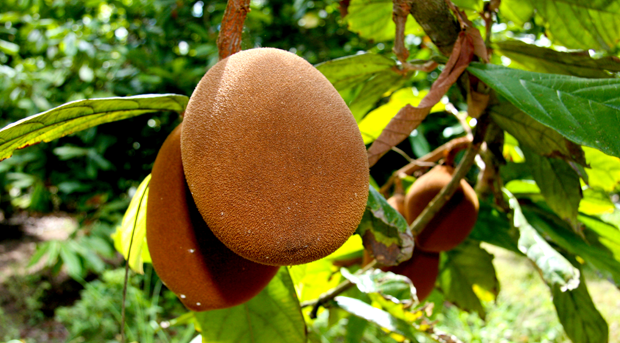 CUPUAÇU